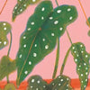Begonia Maculata Hang In There