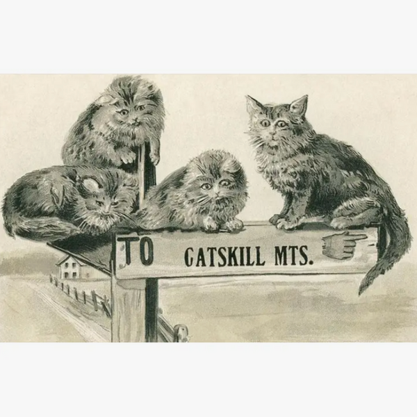 NS-823 Cats on Catskill Mts. Sign Postcard