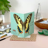 Swallowtail Butterfly Congrats