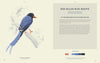 Coloready Birds