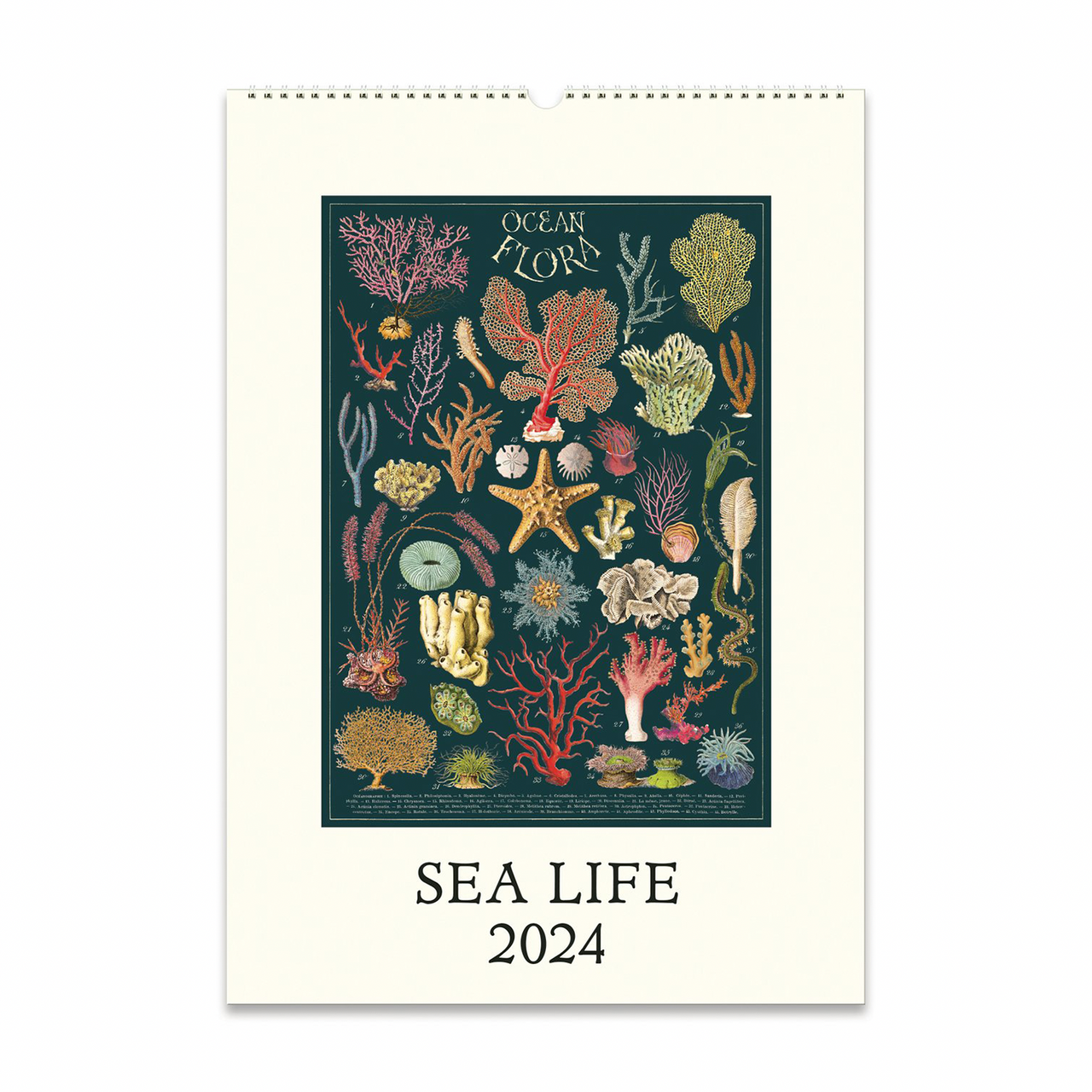 2024 Sea Life Wall Calendar
