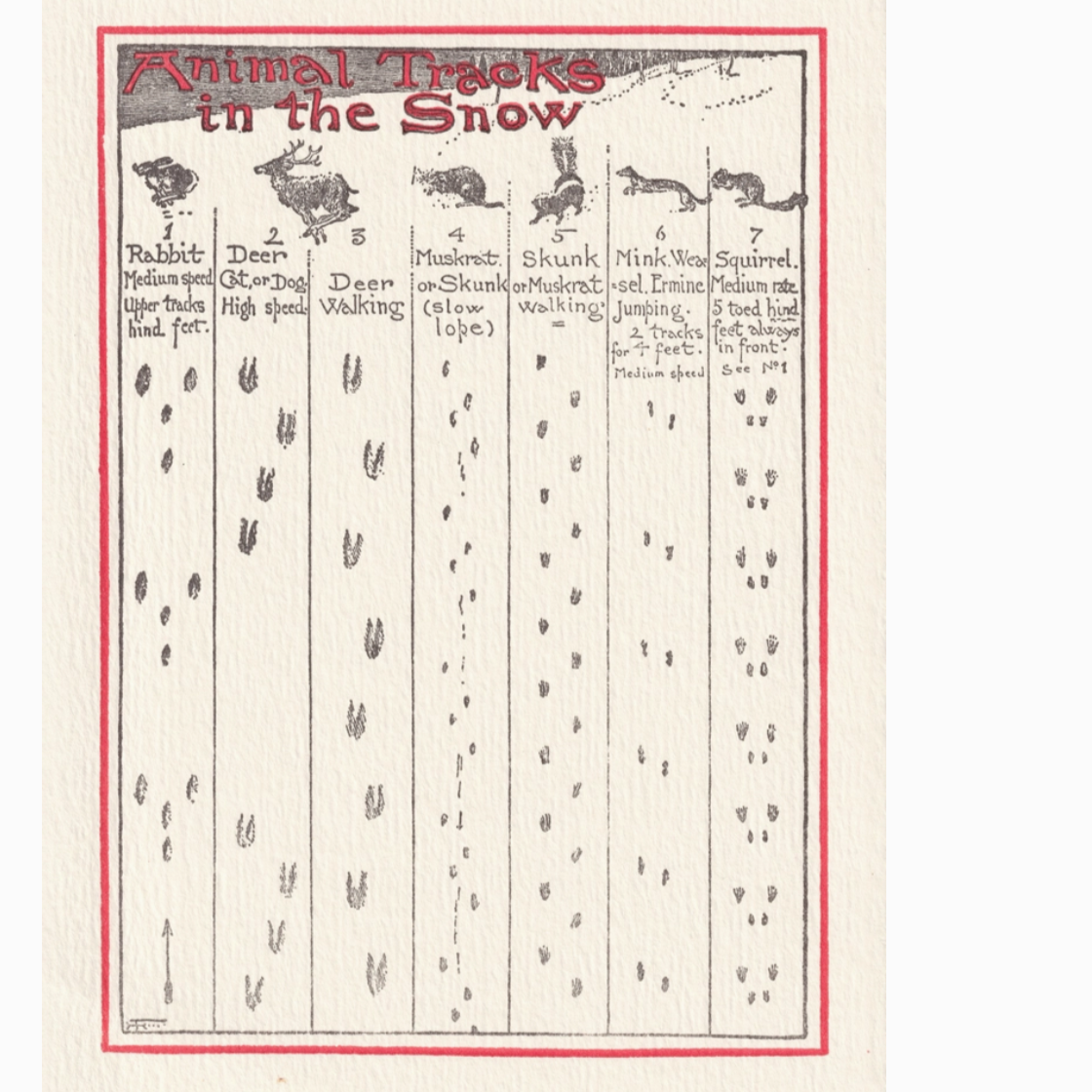Animal Tracks Holiday - Single or Boxed Set