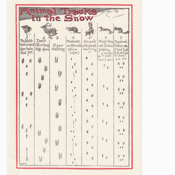 Animal Tracks Holiday - Single or Boxed Set