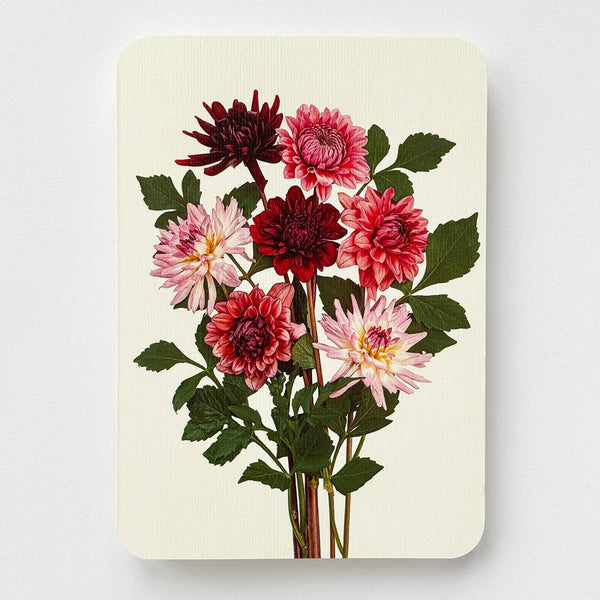 Garden Dahlias