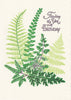 Ferns Birthday