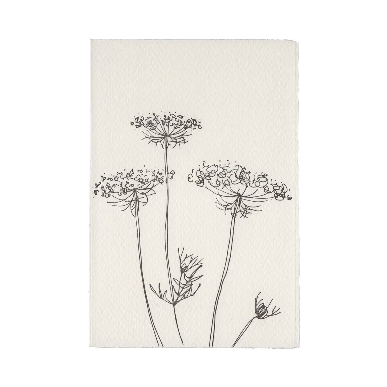 Queen Anne's Lace