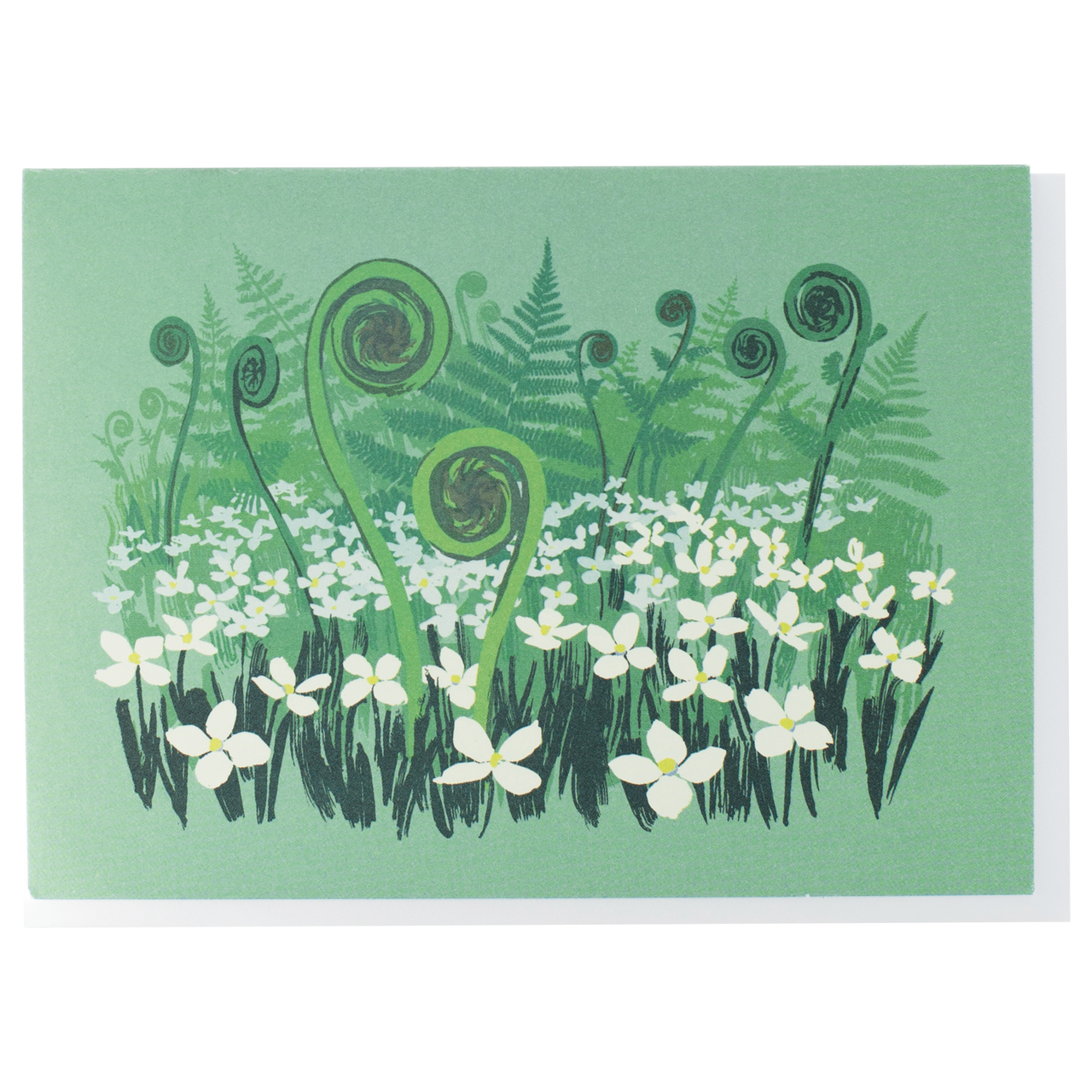 Fiddlehead Ferns Box of 10 Cards
