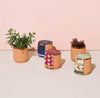 Holiday Tiny Terracotta Grow Kit | Peppermint Cosmos