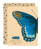 Red-Spotted Purple Sympathy